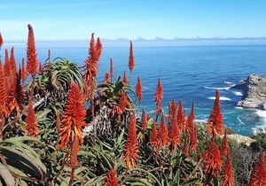 Natural Recipe for Sunburn