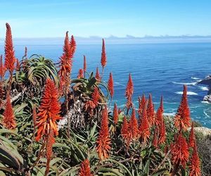 Natural Recipe for Sunburn