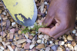 Top 9 Things Your Garden Service Can Do!