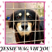 Dogs up for adoption