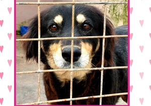 Dogs up for adoption