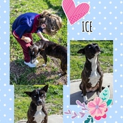 Ice is ready for adoption