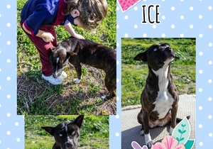 Ice is ready for adoption