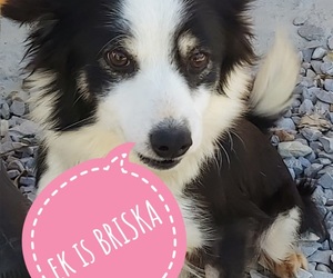 Briska is looking for her 'forever' home​​​​​​​!