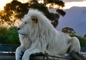 Saturday Sunset Visits - 3 October 2020