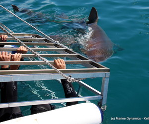 Daily Blog 12 October 2020 | Shark Cage Diving in South Africa