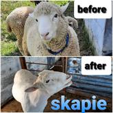 Fashionable on the farm (Skapie) - Beloftebos Farm cottages - Stanford