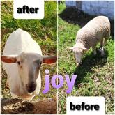 Fashionable on the farm (Joy) - Beloftebos Farm cottages - Stanford