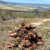 ‘Suikerbos ek wil jou hê’ - Beloftebos Farm cottages - Stanford