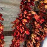 ‘Suikerbos ek wil jou hê’ - Beloftebos Farm cottages - Stanford