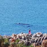 Whale Watching - Bellamente Guesthouse - Gansbaai
