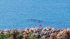 Whale Watching on the Cliffs of De Kelders
