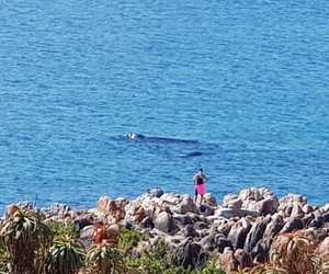 Whale Watching on the Cliffs of De Kelders