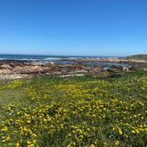 Spring has come to Pearly Beach - Pearly Beach Ratepayers - Gansbaai