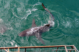 Daily Blog: 17 October 2020 | Shark Cage Diving in South Africa