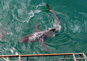 Daily Blog: 17 October 2020 | Shark Cage Diving in South Africa