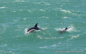 Whales, dolphins and more!