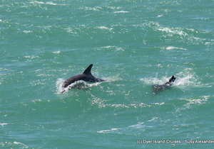 Whales, dolphins and more!