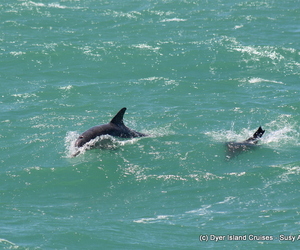 Whales, dolphins and more!