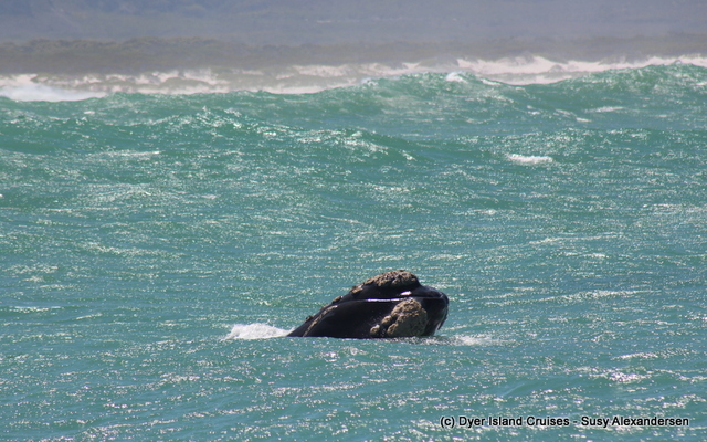 20201022_DC_Trip1_SusyAlexandersen_19JPG_1603440427