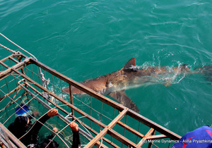 Daily Blog: 27 October 2020 | Shark Cage Diving in South Africa