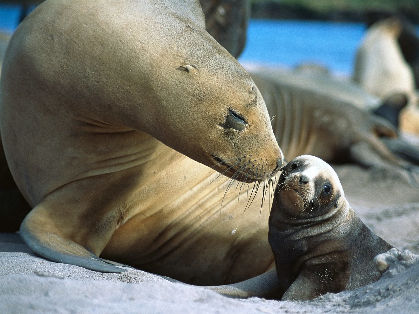 Seal Fur Trade Ban Upheld - Gansbaai Weekly News