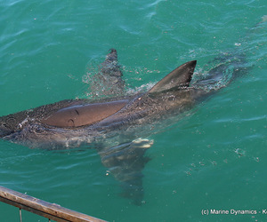 Daily Blog: 02 November 2020 | White Shark Diving Gansbaai