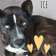 JP Woensdregt Adopted Ice