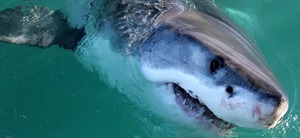Are White Sharks Disappearing in South Africa?