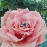 Ring - Tanzanites and Diamonds of Hermanus - Hermanus