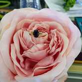 Ring - Tanzanites and Diamonds of Hermanus - Hermanus