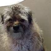 Pet Grooming - Claws & Paws - Gansbaai