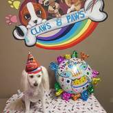 Pet Grooming - Claws & Paws - Gansbaai