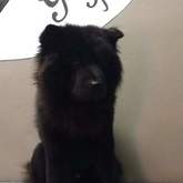 Pet Grooming - Claws & Paws - Gansbaai