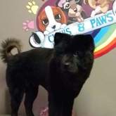 Pet Grooming - Claws & Paws - Gansbaai