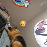 Pet Grooming - Claws & Paws - Gansbaai