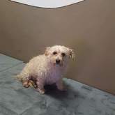 Pet Grooming - Claws & Paws - Gansbaai