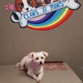 Pet Grooming - Claws & Paws - Gansbaai