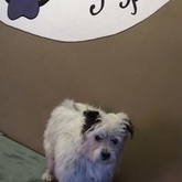 Pet Grooming - Claws & Paws - Gansbaai