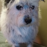 Pet Grooming - Claws & Paws - Gansbaai