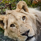 Panthera Africa Big Cat Sanctuary - Stanford Panthera Africa Big Cat Sanctuary - Stanford