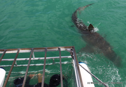 Daily Blog: 02 December 2020 | Shark Cage Diving in South Africa
