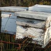 Gansbaai -  Sandberg Fynbos Reserve - Beehives At Sandberg