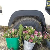 Gansbaai - Sandberg Fynbos Reserve - Freshly Picked Fynbos Flowers
