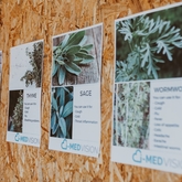 i-MED Africa - Plant Medicine Desriptions - Xplorio™ Gansbaai