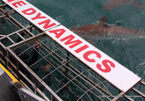 Daily Blog 09 December 2020 | Shark Cage Diving in South Africa