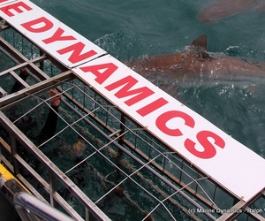 Daily Blog 09 December 2020 | Shark Cage Diving in South Africa