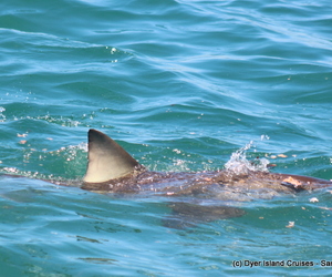 Molo Mola Mola! Marine Big 5