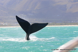 Marine Dynamics Group Quarterly Newsletter December 2020