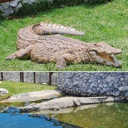 Bellamente Loves The Local Wildlife